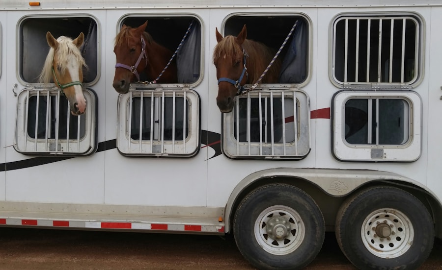7 tips om je paard zonder stress in de trailer te laden