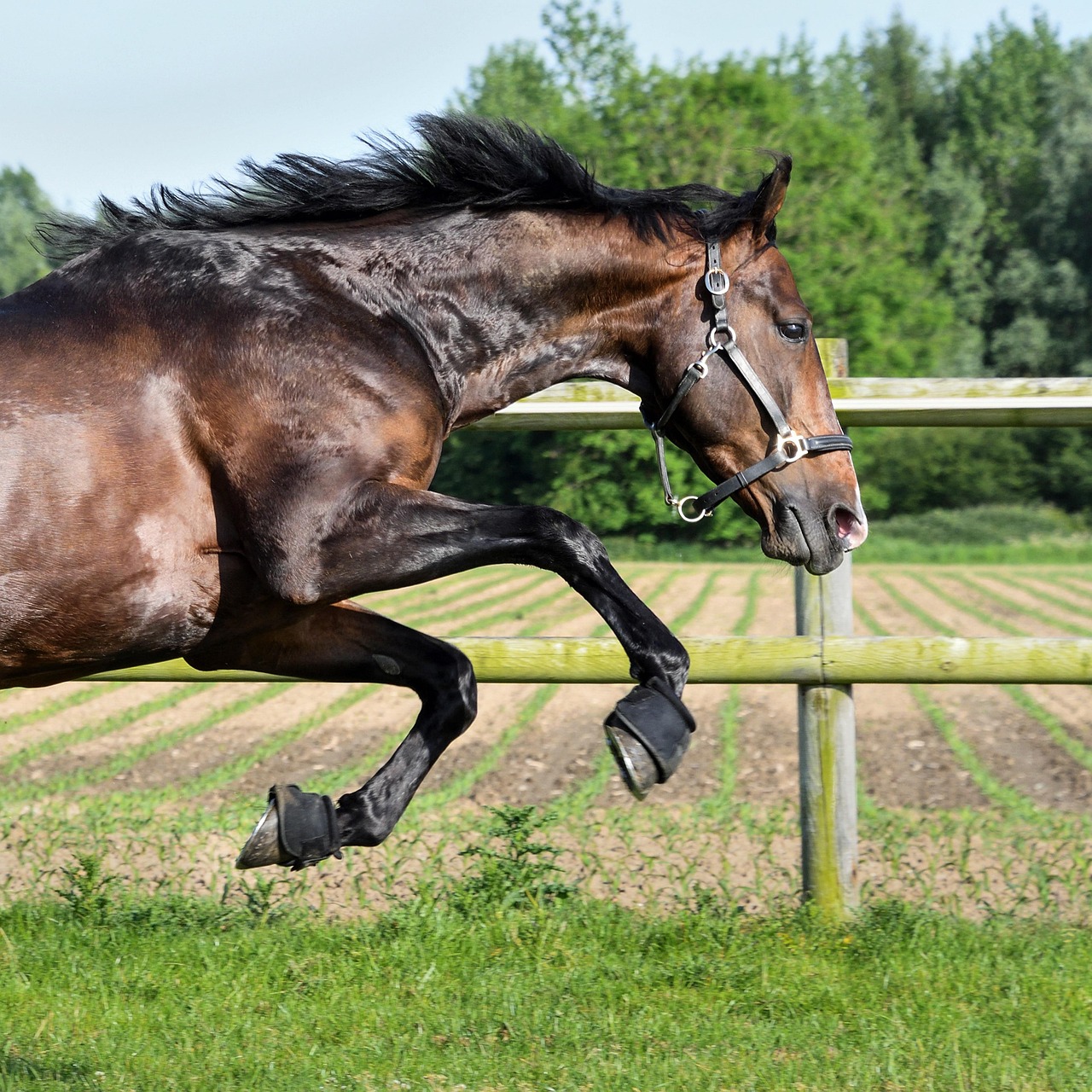 Conditieopbouw voor sportpaarden trainingsschema's en tips