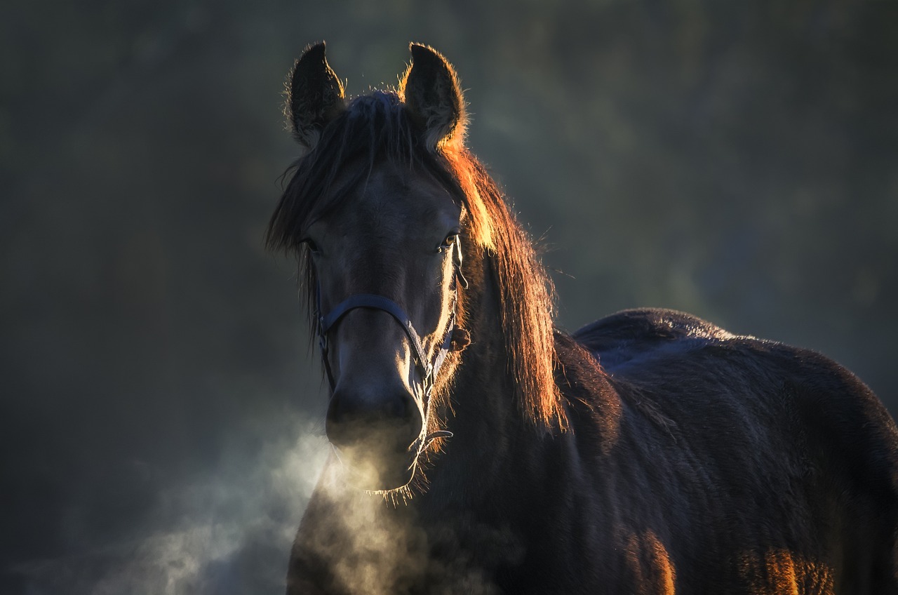Pas op voor deze woorden in paardenadvertenties Wat betekenen ze echt