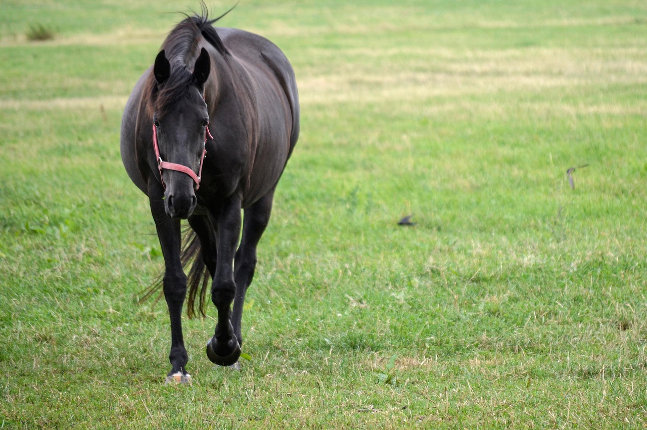 Rustdagen voor paarden waarom herstel net zo belangrijk is als training