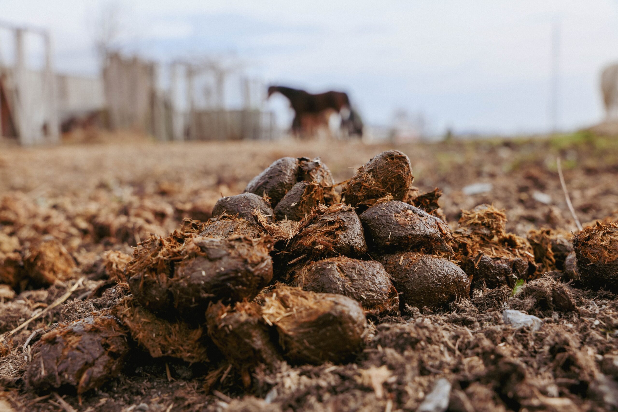 Mestwater bij paarden oorzaken en wat kun je doen